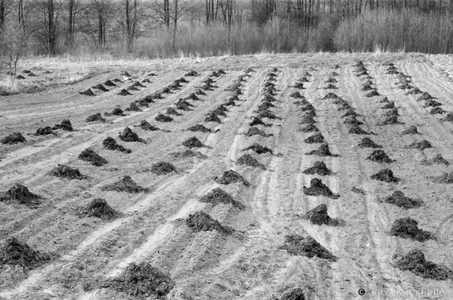 12b.Ready for Potato Planting, Valjeuka 2009, 2009110-29A