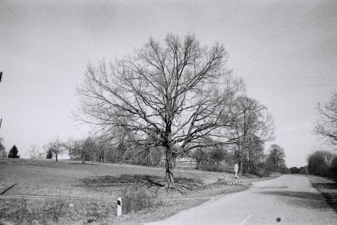 13.Old-Oak-Karavaj-2016-2016115-35A