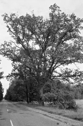 13a.Oak Tree nr. Izin 2016, 2016263b-32A (00080032