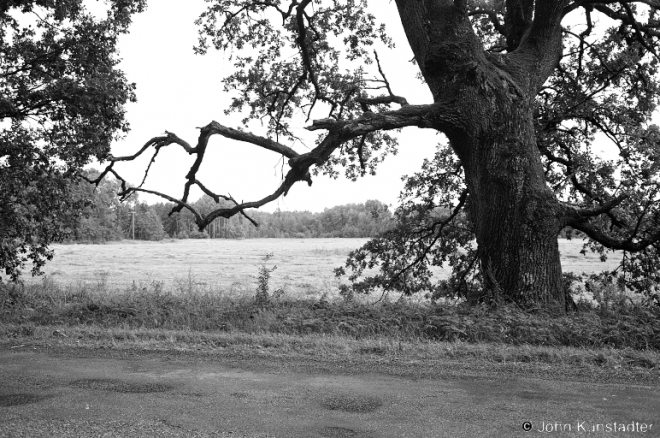13b.Oak Tree nr. Izin 2016, 2016263b-33A (00080033