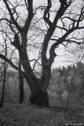 13d.Oak-Trokeniki-2014-2014117-31A