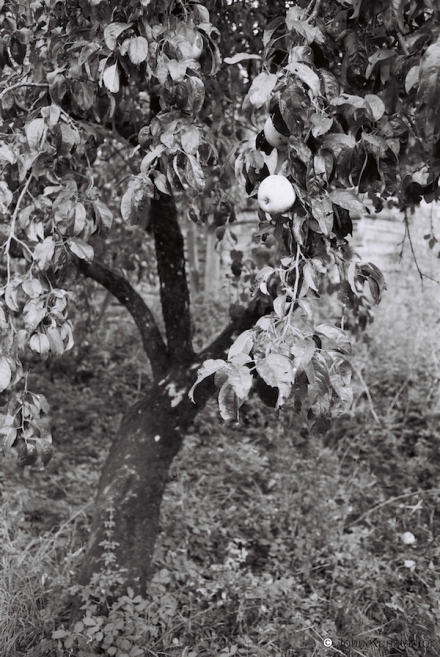 14.Apple-Tree-Dubaj-Pinsk-Dist.-2012-2012299-E