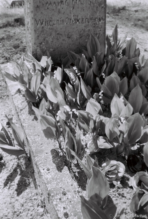 15b.Lilies of the Valley, Narach Cemetery 2018, 2018119a_04A