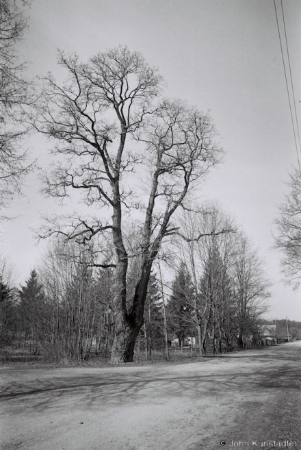 17.Old-Village-Tree-Vjalikaja-Mysa-2016-2016116-8A