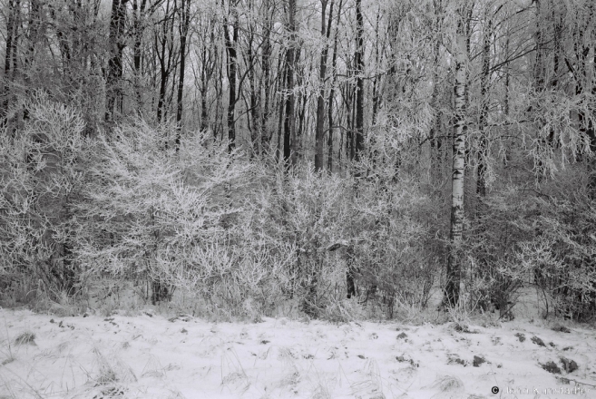 17b.Woods nr. Lunna 2017, 2017013- (F1070005