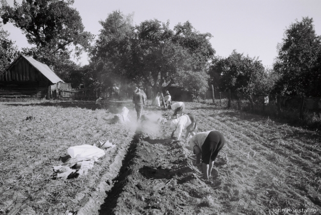 1a.Harvesting Potatoes, Tsjerablichy 2015, 2015270- (F1080023
