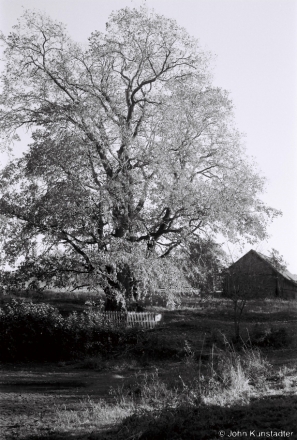 1a.Ancient Elm Tree, Vjerkhnija Talui 2018, 2018261c_20A