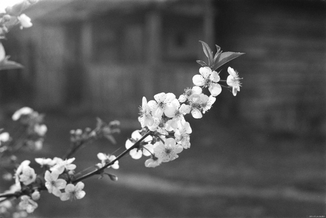 1a.Cherry-Blossoms-Tsjerablichy-2019-2019034a-1A