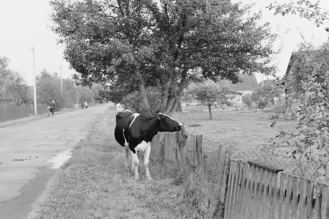 1a.Cows-Coming-Home-Tsjerablichy-2019-2019241c-36A2