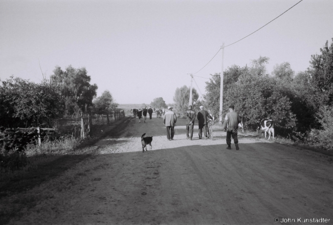 1a.Cows to Pasture, Tsjerablichy 2018, 2018128a_02A(2)