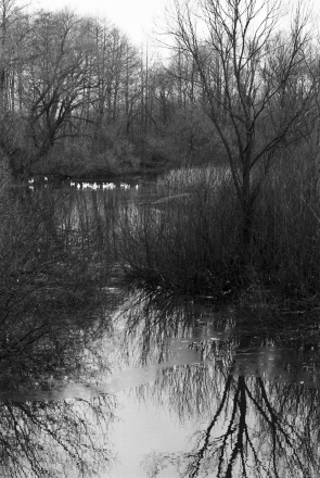 1a.Geese-on-the-Jasjelda-Parechcha-Pinsk-District-2020-2020013b-26