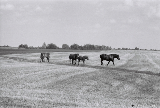 1a.Light in August, Horses & Foals, V. Maljeshava-Al'homjel' Road 2018, 2018179b_20A