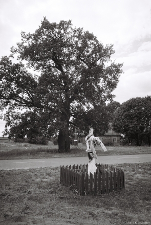 1a.Oak Tree, Tonjezh 2015, 2015282-29A