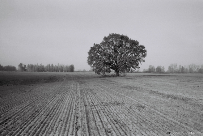 Oak, Tsjerablichy 2014, F1070010(2014374-