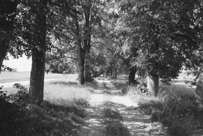 1a.Old-Allee-nr.-Kashjeuniki-2019-2019162a-15
