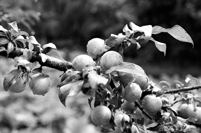 1a.Ripening Apples, Tsjerablichy 2016, 2016269a-02 (49960002