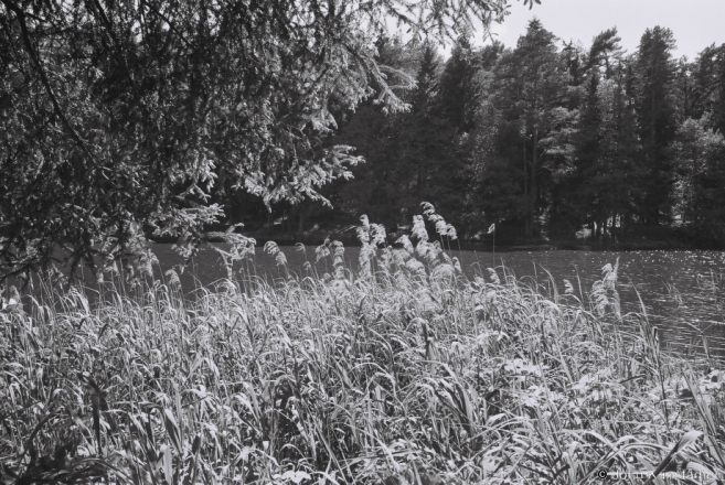 1a.River Fatouka 2015, F1050024(2015201-