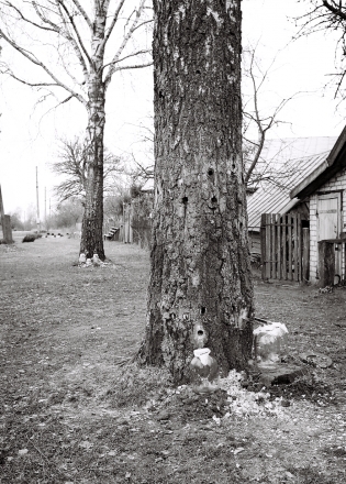 1a.Rhythms and Rites of Approaching Spring, Tapping Birch Sap, Kijavichy (Kapyl' District) 2016, 2016073a- (2) (000049