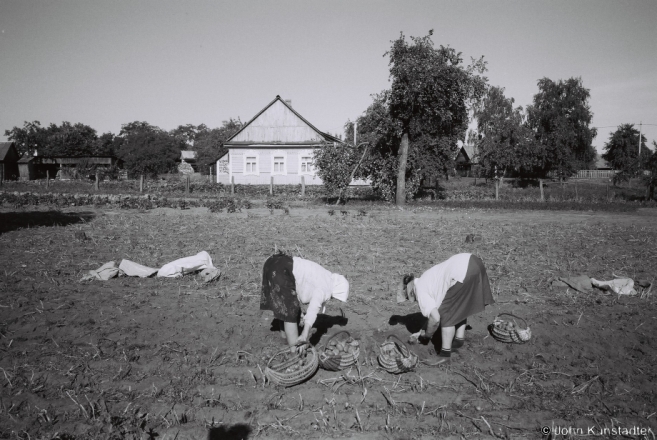 1b.Harvesting Potatoes, Tsjerablichy 2015, 2015270- (F1080002