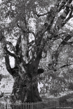 1b.Ancient Elm Tree, Vjerkhnija Talui 2018, 2018261c_15A