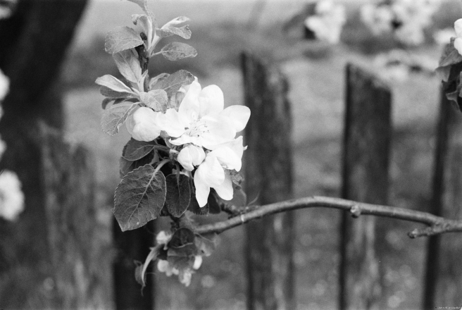 1b.Apple-Blossoms-and-Old-Wooden-Fence-Tsjerabichy-2019-2019042-11A