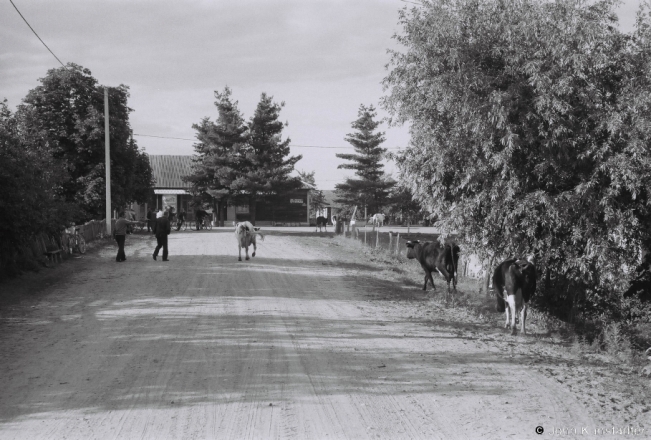 1b.Cows Coming Home, Tsjerablichy 2018, 2018103b_06A