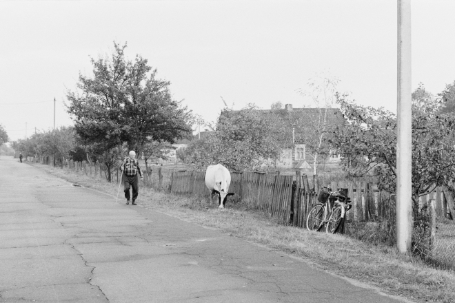 1b.Cows-Coming-Home-Tsjerablichy-2019-2019242a-0A2