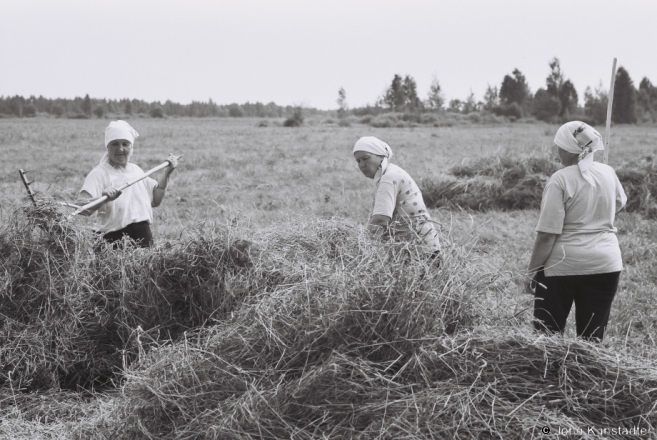 1b.Family-Farming-in-Polesia-Haying-Tsjerablichy-Meadows-2012-2012197-18