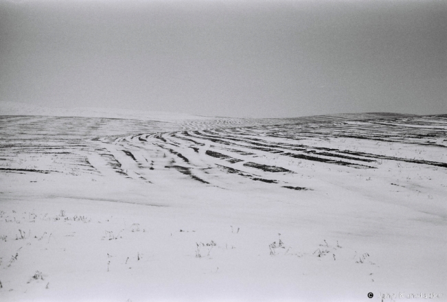 1b.Fields, Pjarezhary 2019, 2019019_16A