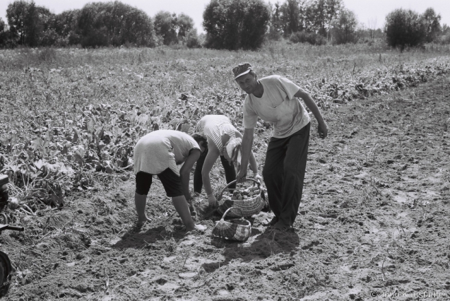 1b.Harvesting Potatoes from Field Allotment, Tsjerablichy 2017, 2017200- (F1010016
