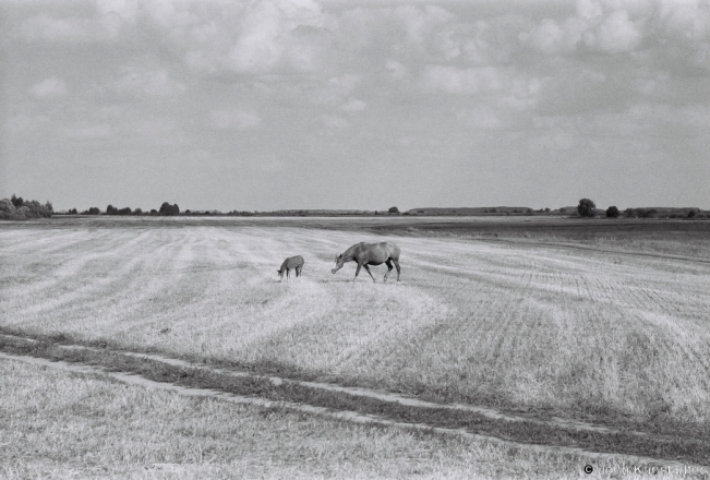 1b.Light in August, Mare & Foal, V. Maljeshava-Al'homjel' Road 2018, 2018179b_24A
