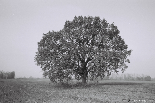 Oak, Tsjerablichy 2014, F1070007(2014374-
