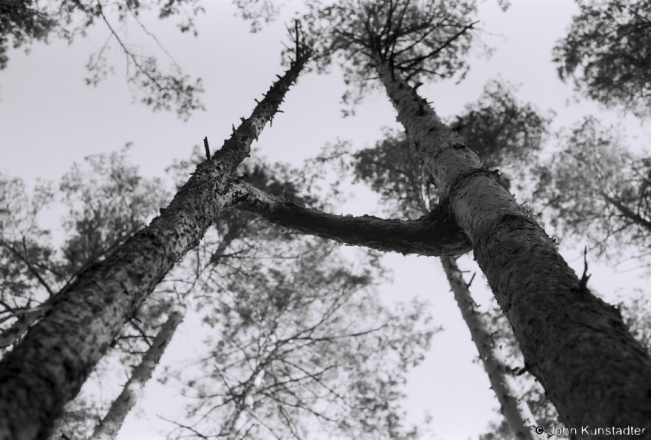 1b.On the Way to Misha's kalody, Baranou Roh & Koshjeuskoje Podradounje, Tsjerablichy Woods 2018, 2018253c_29A