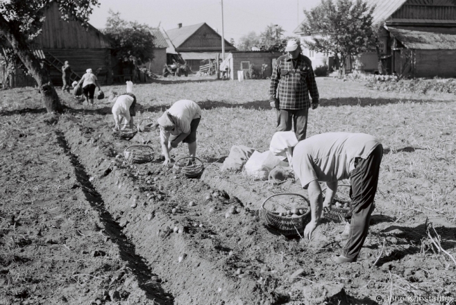 1c.Harvesting Potatoes, Tsjerablichy 2015, 2015269- (F1130022