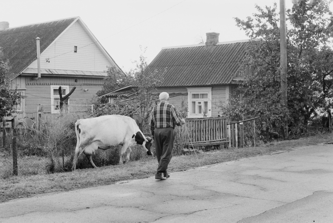 1c.Cows-Coming-Home-Tsjerablichy-2019-2019242a-3A