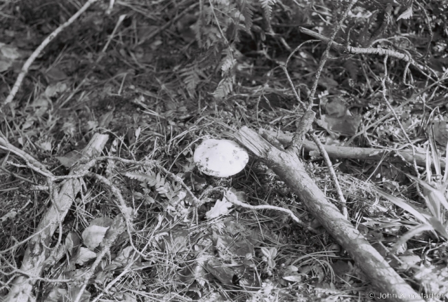 1c.Death Cap:бледная паганка, 2018253c_33A