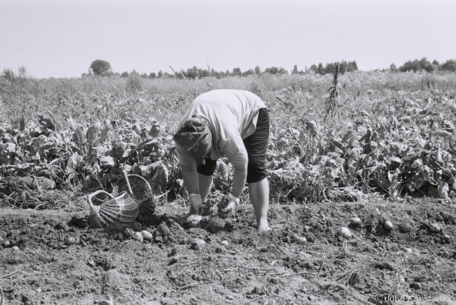 1c.Harvesting Potatoes from Field Allotment, Tsjerablichy 2017, 2017200- (F1010020
