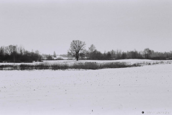 1c.Oak Tree, Tsjerablichy-Machul' Road 2017, 2017017b- (F1020035