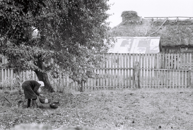 1c.Portraits of Polesia, Prosja Harvesting Potatoes, Tsjerablichy 2018, 2018193_28A