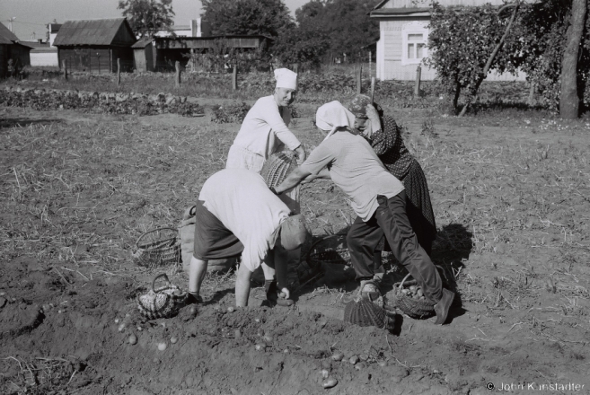 1d.Harvesting Potatoes, Tsjerablichy 2015, 2015269- (F1130024