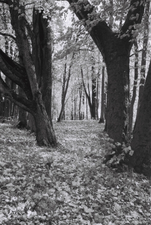 1d.Fragment of Former Estate Park, Novaje Polje 2017, 2017253- (F1020004