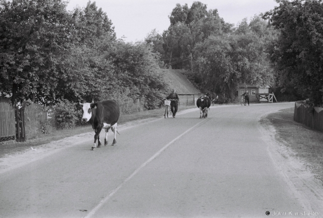 1d.Cows Coming Home, Azdamichy 2018, 2018108b_23A