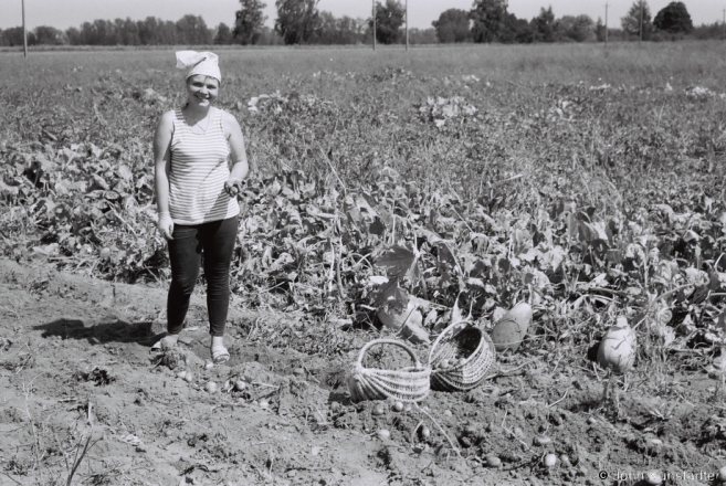 1d.Harvesting Potatoes from Field Allotment, Tsjerablichy 2017, 2017200- (F1010022