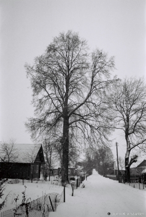 1d.Linden Tree, Zhomajdz' 2019, 2019009_35A