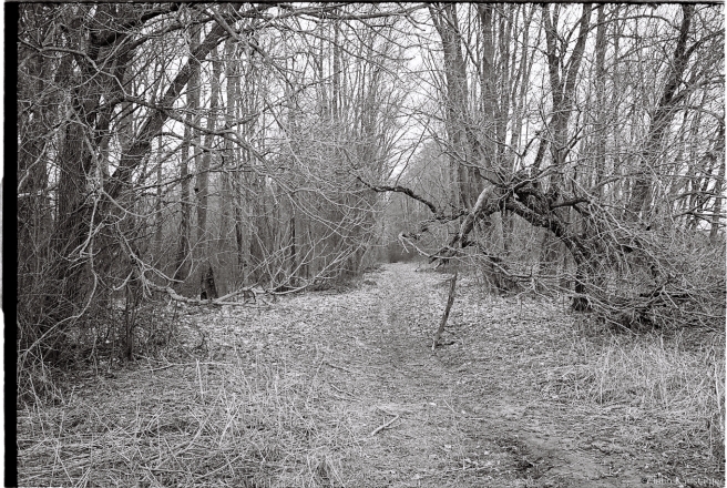 1d.Neglected Section of Allee, Former Pukava Estate 2016, 2016069-1A (000002