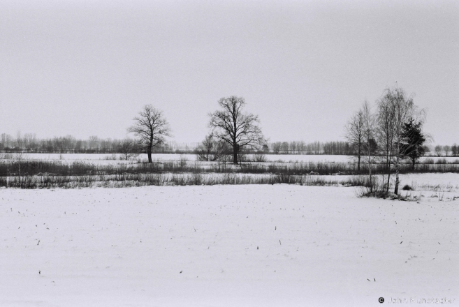 1d.Oak Trees, Tsjerablichy-Machul' Road 2017, 2017017b- (F1020034