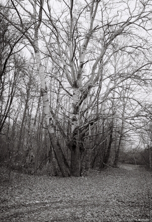 1d.Old Birch Tree,  Former Estate Park, Dunajeva 2016, 2016070-5A(2) (000006