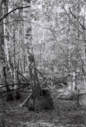 1e.Birch Tree Growing Out of Oak Stump by River S'tsviha, Merlinskija khutary 2018, 2018260_26A