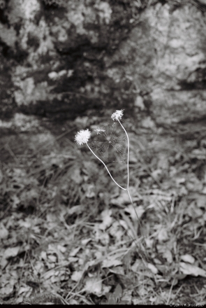 1e.WWI Cemetery, Dzjasjatniki 2015, 2015299a-11A(000047