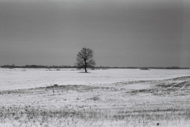 1e.Oak Tree, Tsjerablichy-Machul' Road 2017, 2017017b- (F1020032
